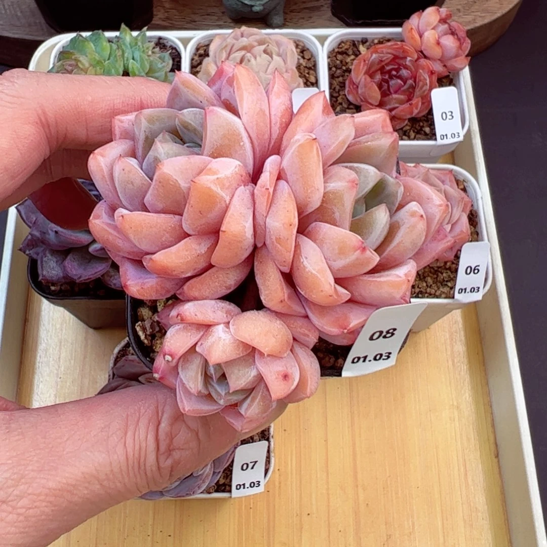 好好看08、哈哈哈哈