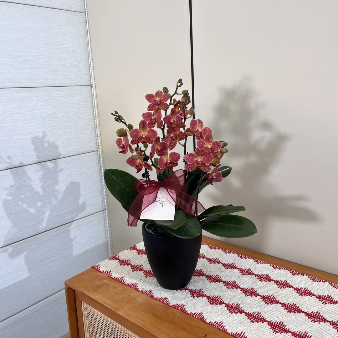 【日升】橙红色厚花瓣爆花量蝴蝶兰 餐桌绿植摆件