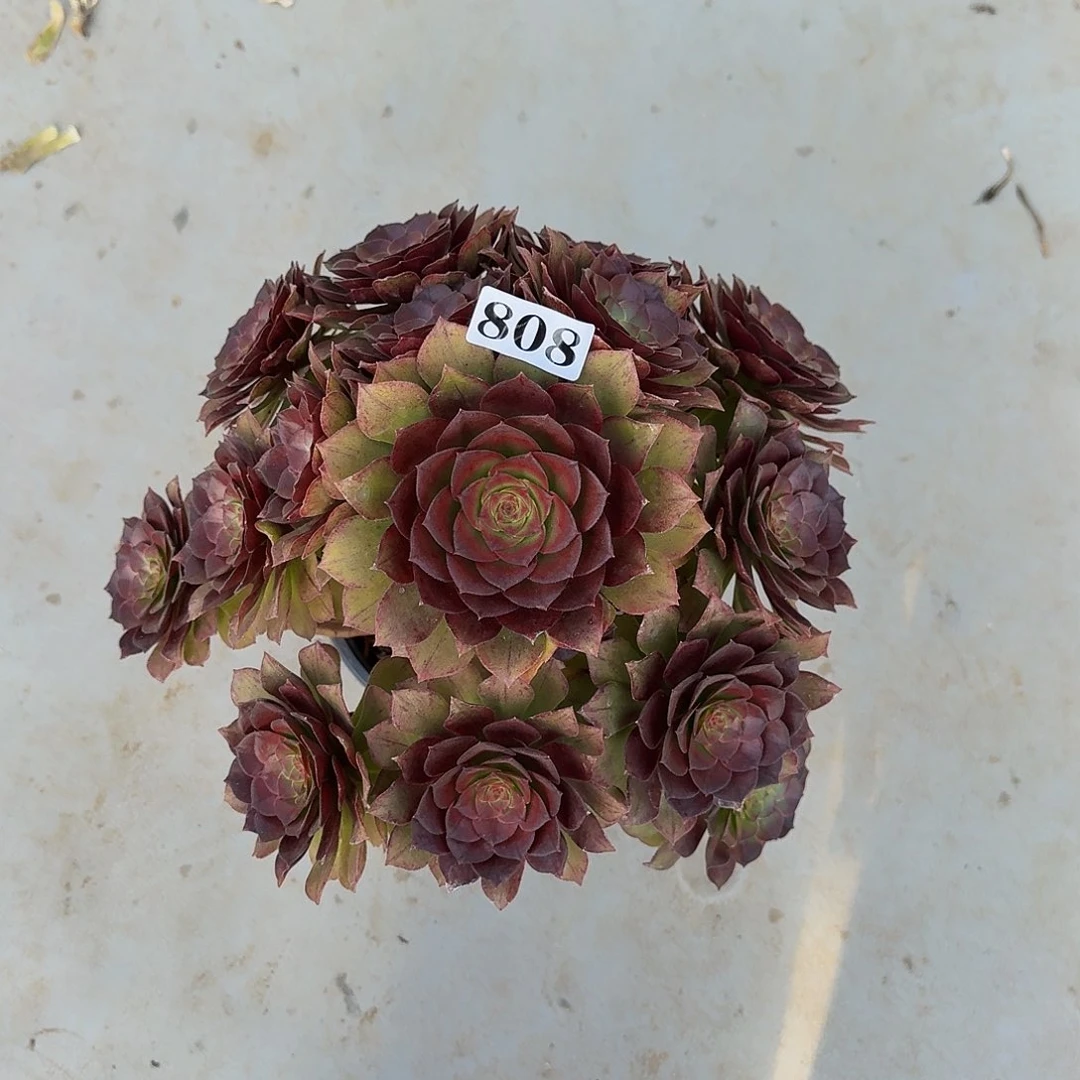 000808红魔多肉植物