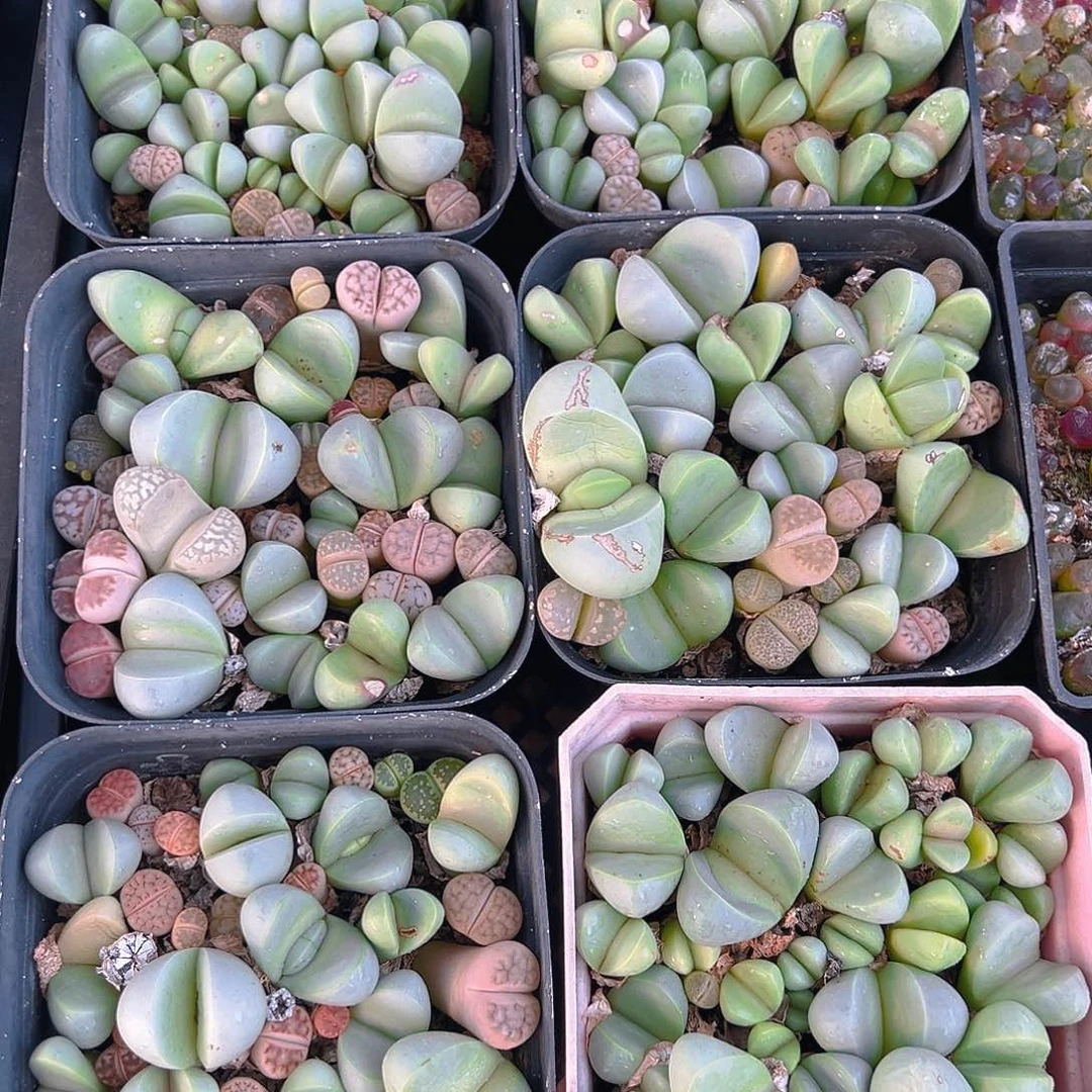 金玲玉玉露多肉多肉一颗