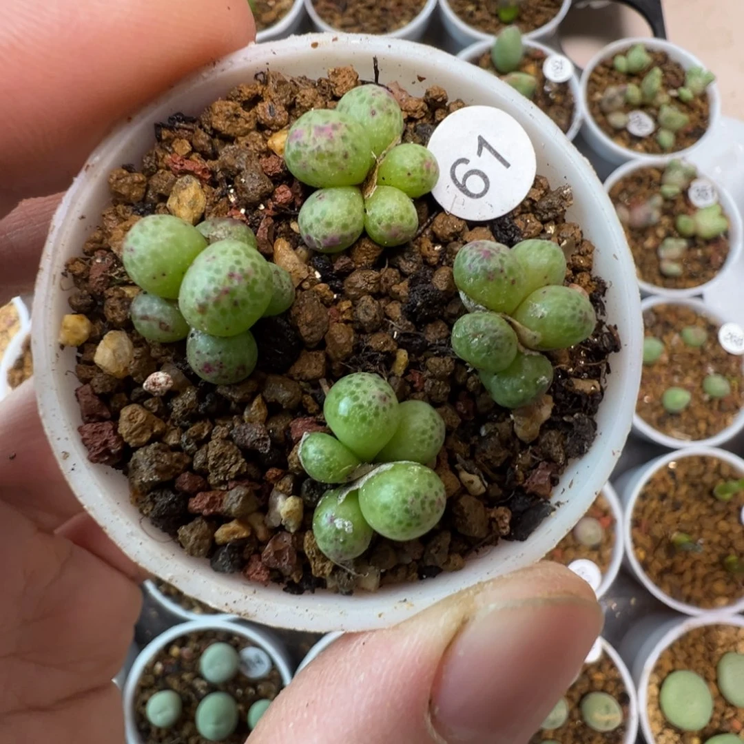 草莓斑马一颗脱土610000