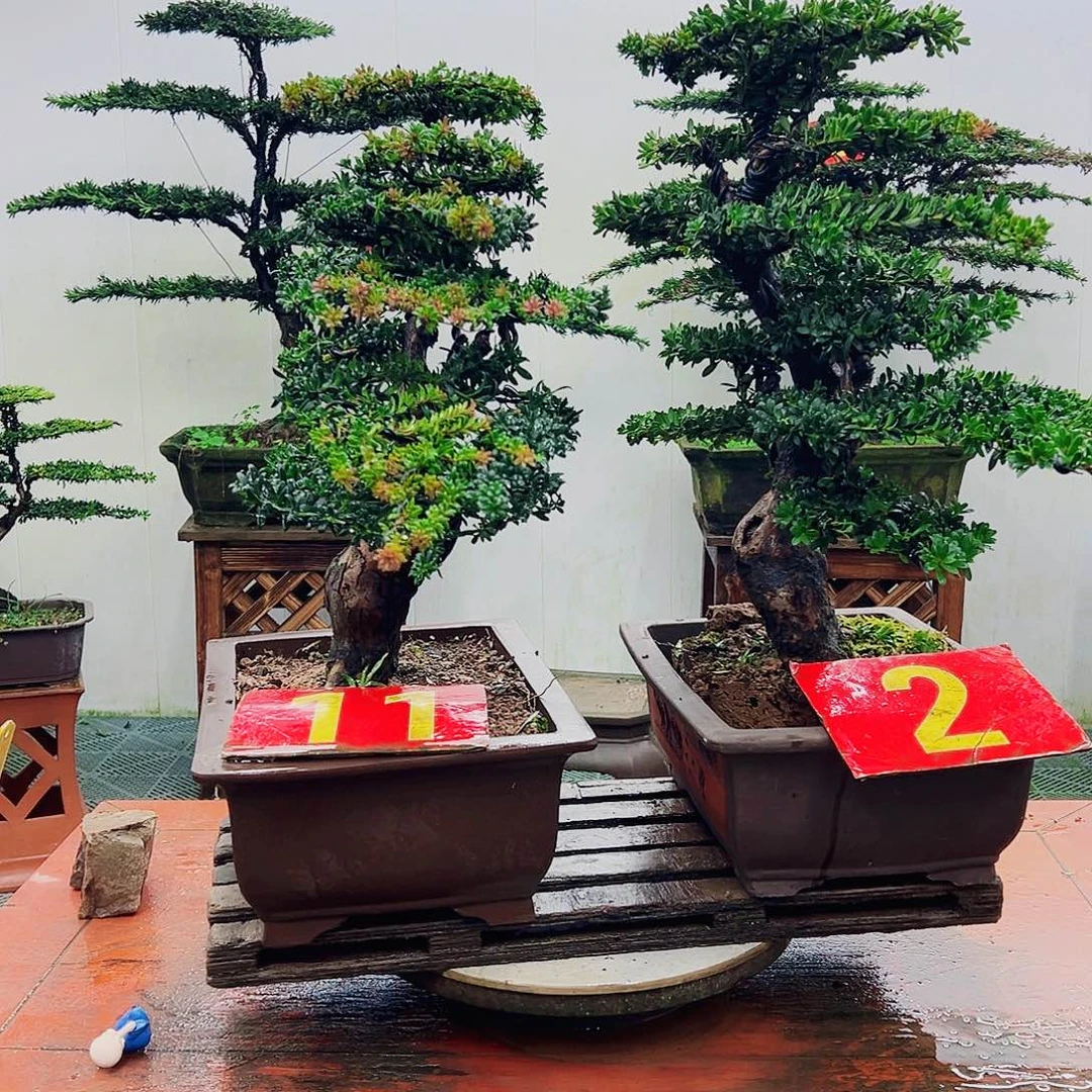 不开花植物罗汉松