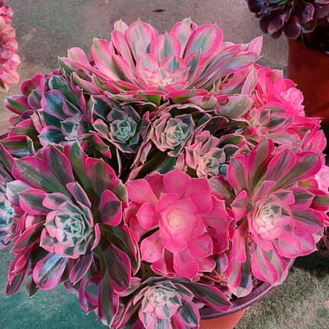 【闪购商品】法师好看也好养