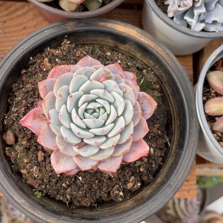 海棠花量拍脱土发货