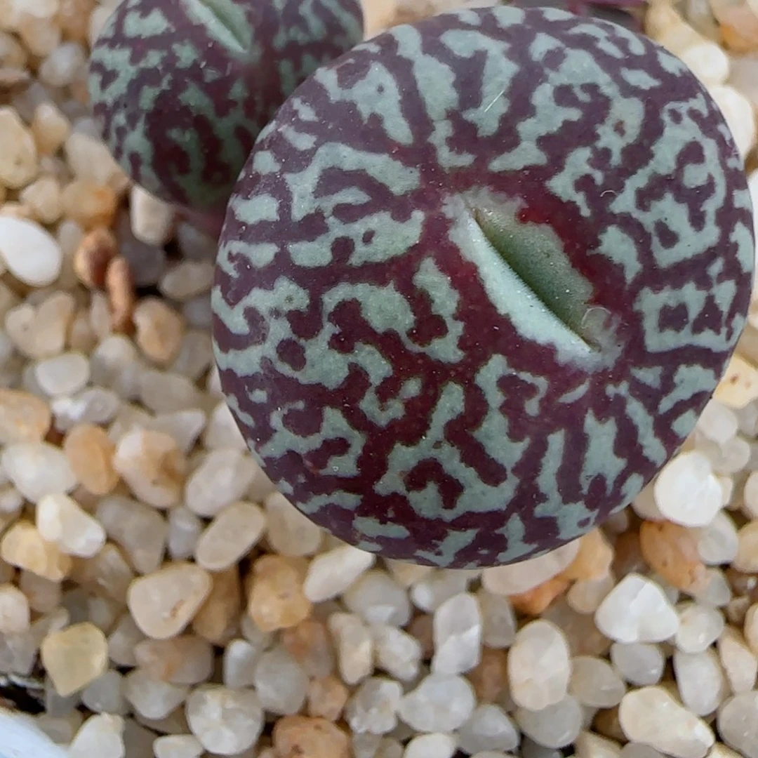 乔*精品多肉墨一颗57号