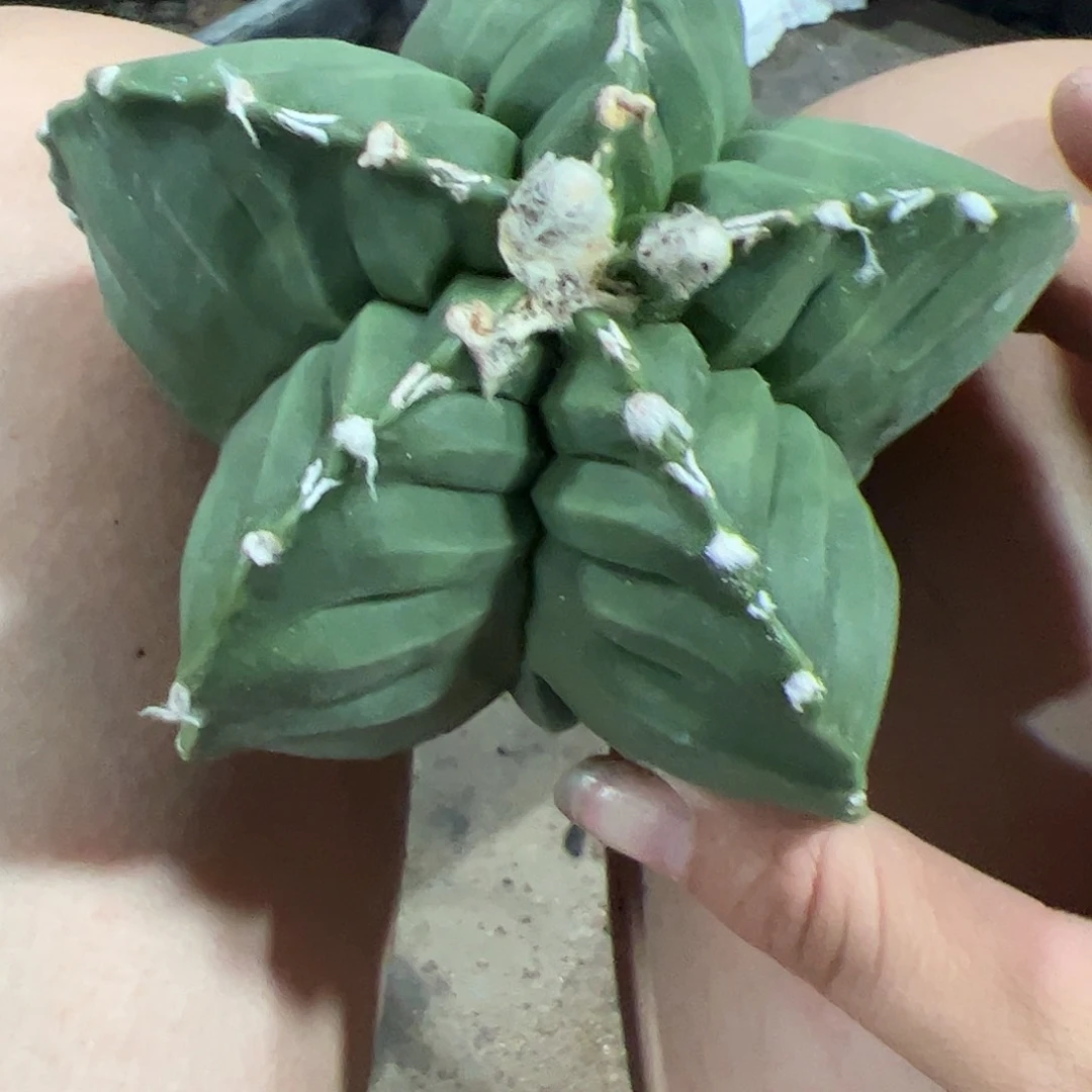 影***儿实生鸾凤玉一物一拍