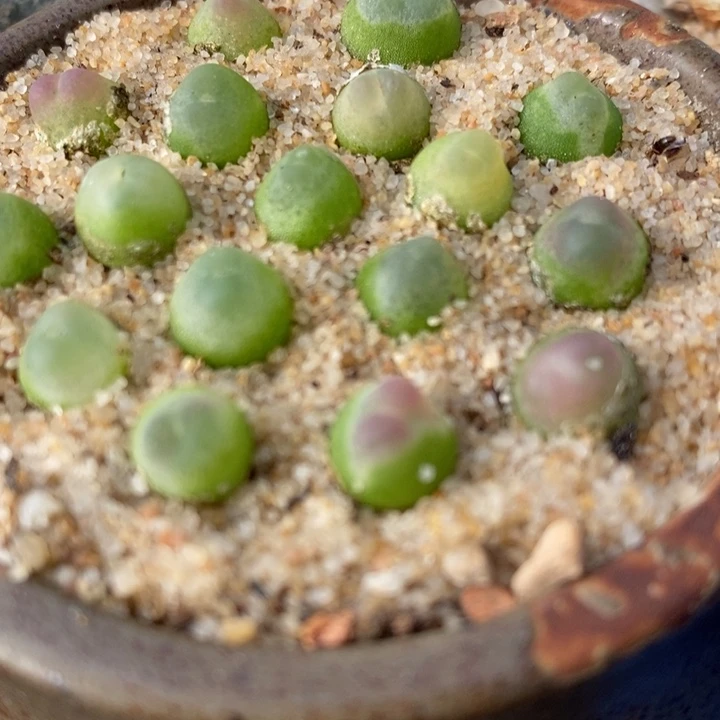 拉登一颗0.6-0.8厘米