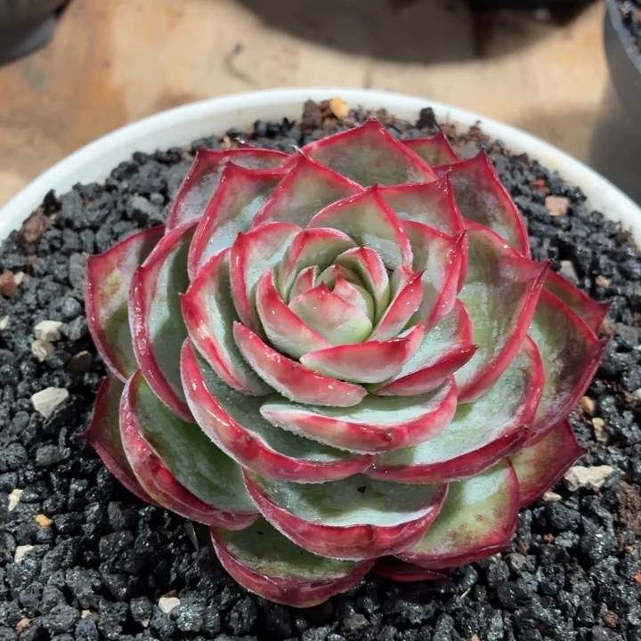 多肉植物惊鸿福利