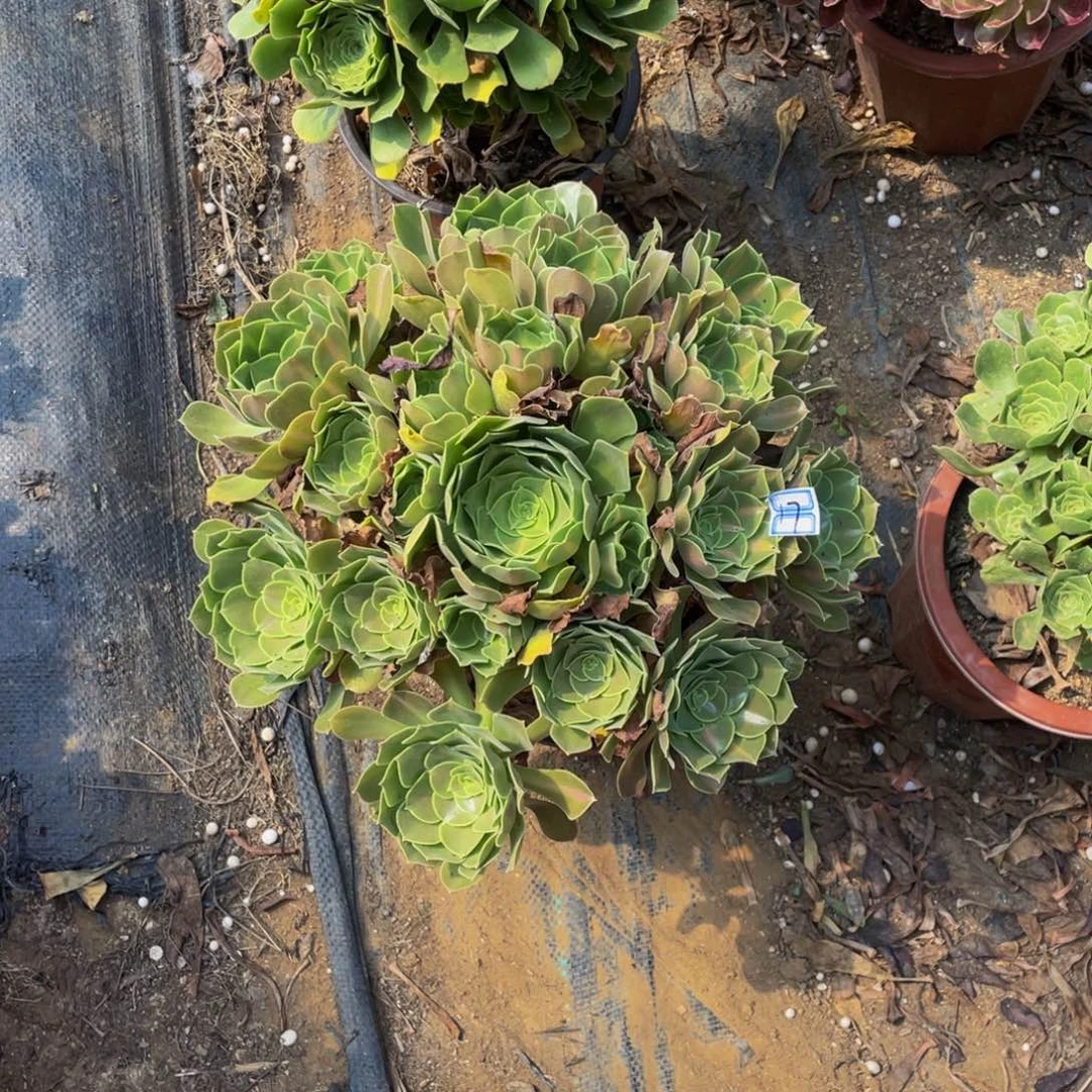 17鲜花老桩中班17鲜花