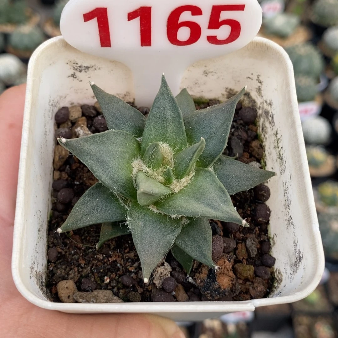 1165龙牙牡丹福利哦