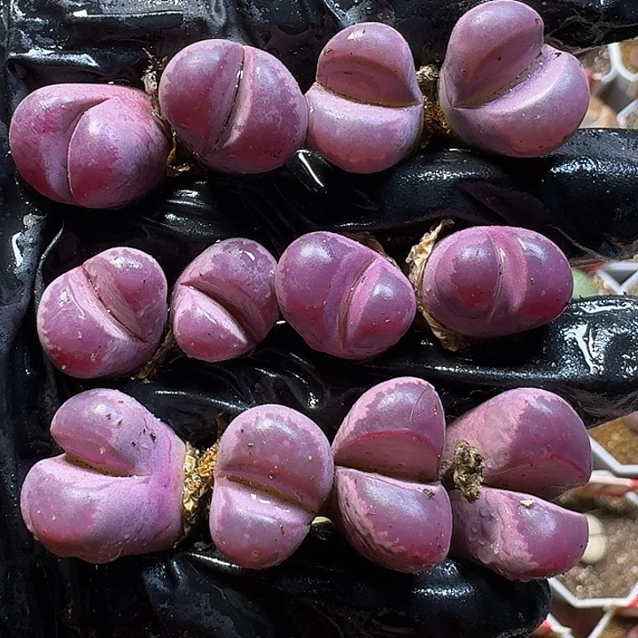 生石花111111。  178