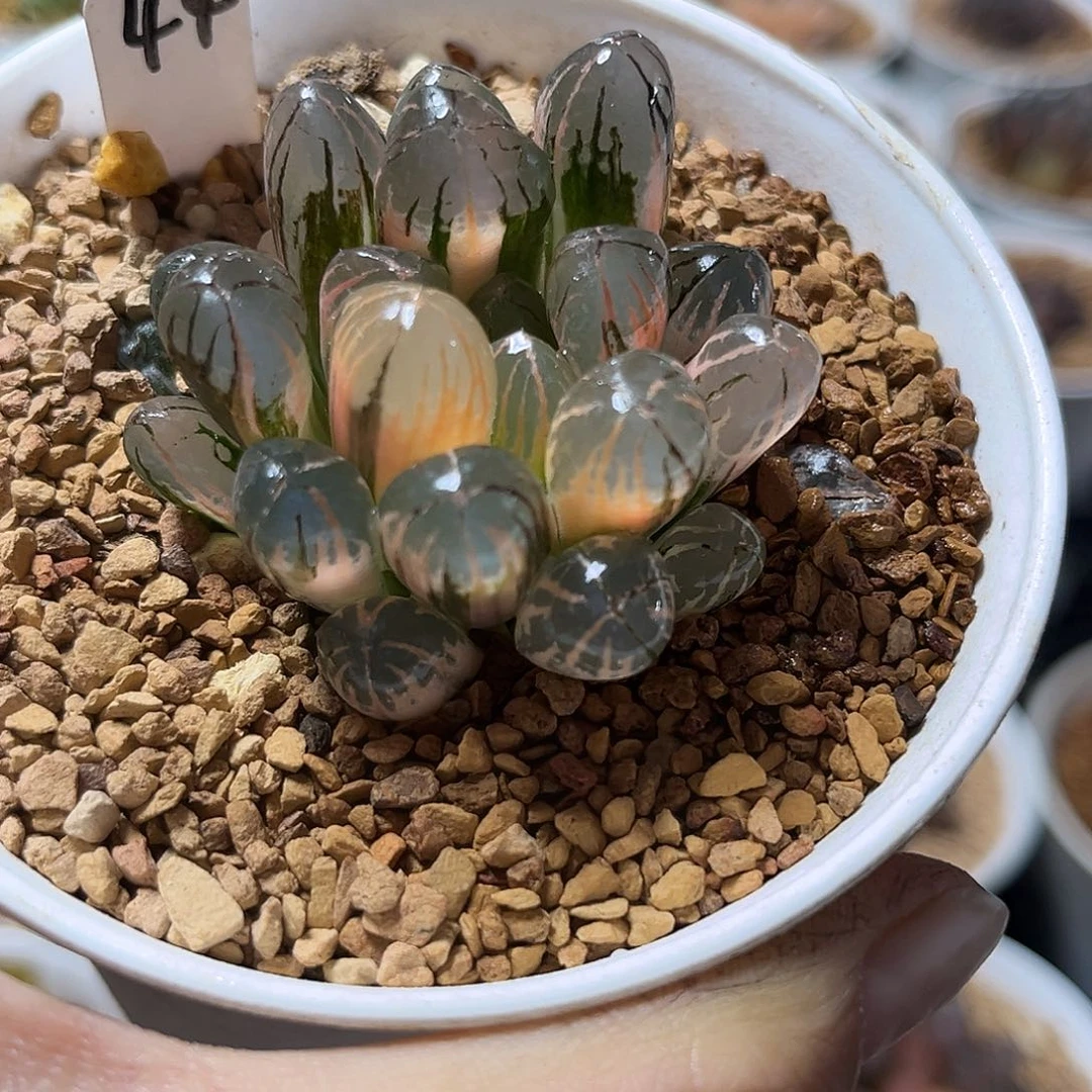 44红太阳玉露锦福利