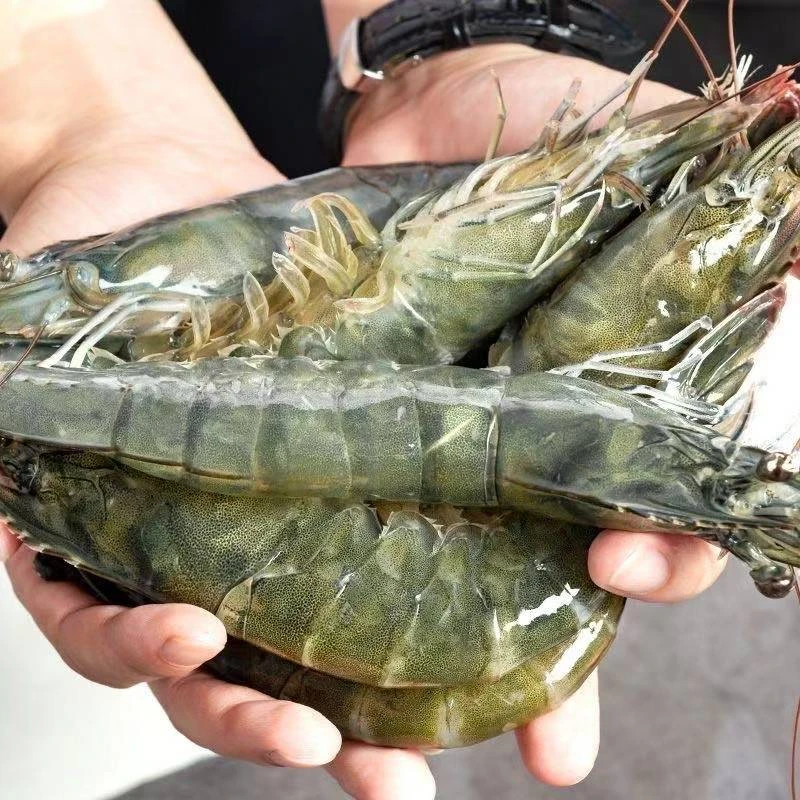 【海洋大虾】海水大虾单只15cm左右 2000g/盒含薄碎冰锁鲜 共50~60只海虾11/14【刘格】【净含量1100g】