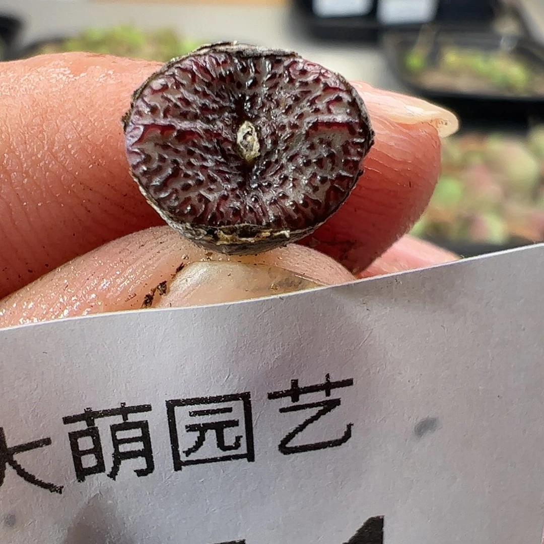 一物一拍匈牙利种源1452.62血丝火龙果安贞851