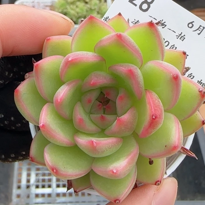 0607-128福利福利