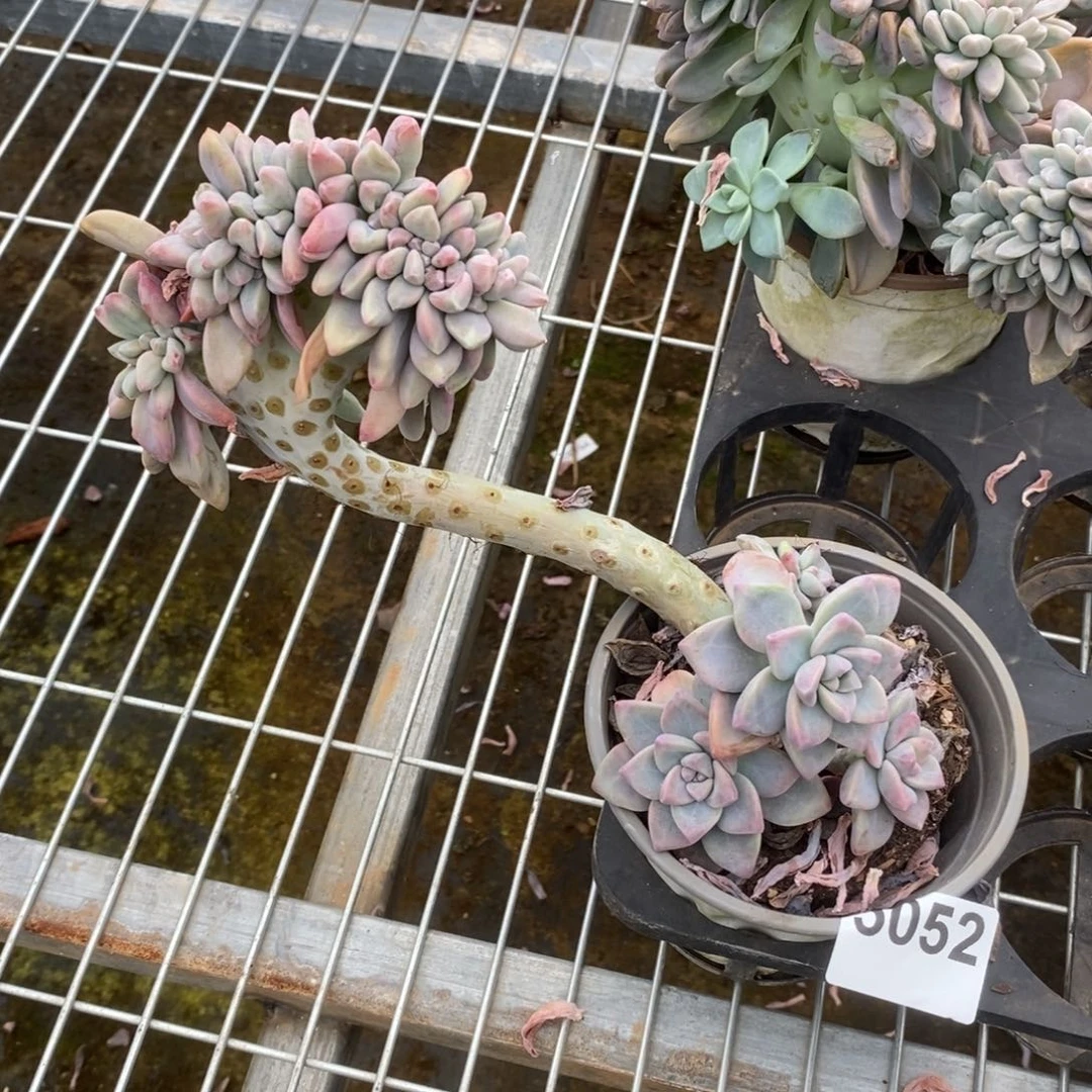 5052淡雪缀化一物一拍