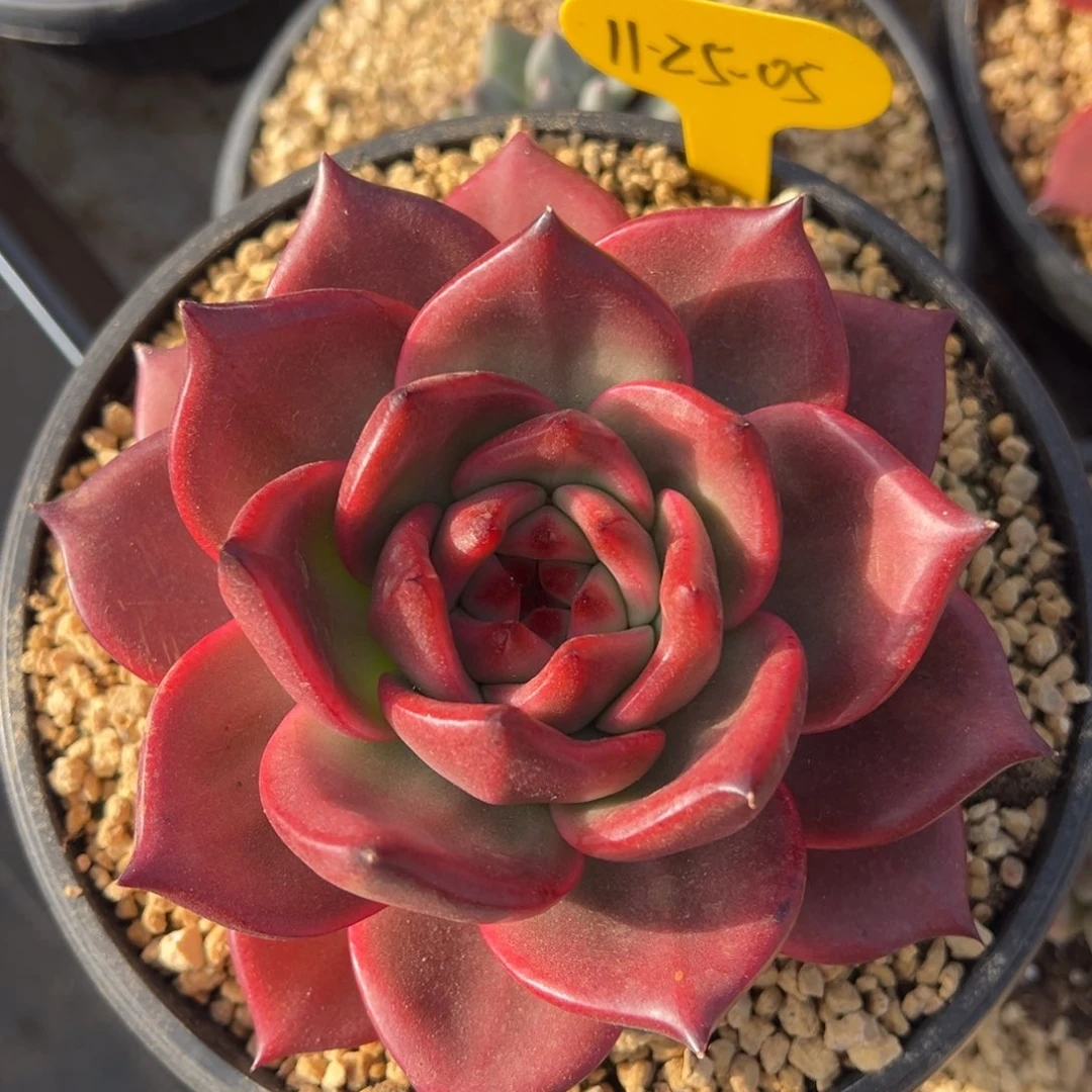 11-25-06粉钻多肉植物