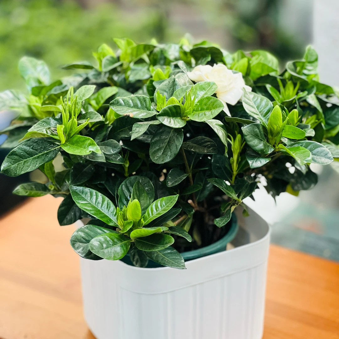 新疆包邮、栀子花盆栽浓香型四季开花绿植室内外好养花卉