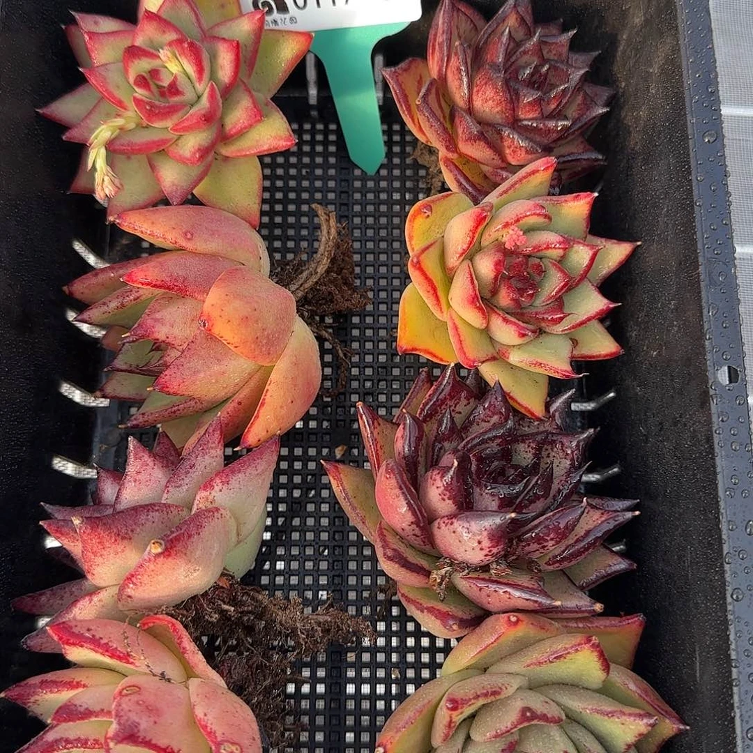 从前慢花园精选0117-32