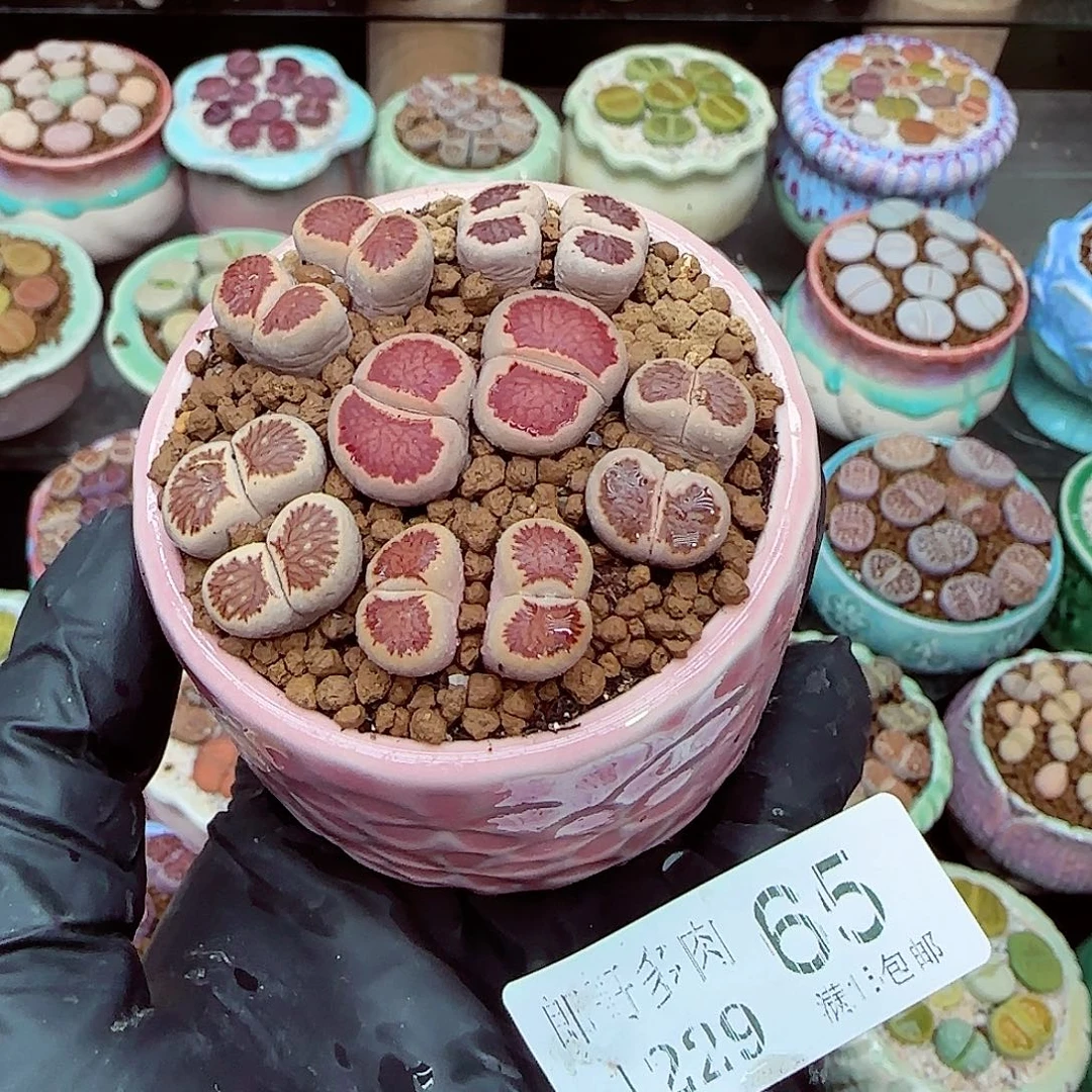 生石花满18包邮1229-65