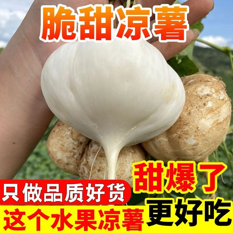 云南土瓜新鲜凉薯地瓜地萝卜脆甜口感现挖现挖清甜当季水果蔬菜