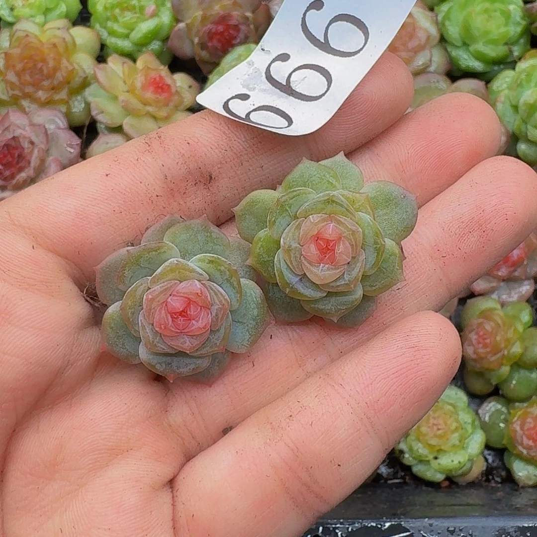 多肉植物多肉植物666