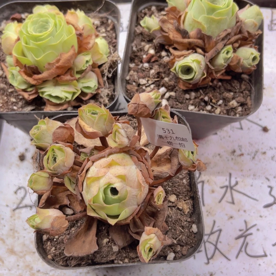 531 侧牙掉了不包损无售后