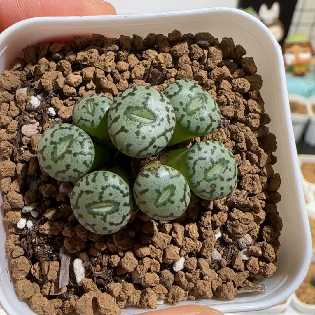 肉锥多肉植物组合-安贞553
