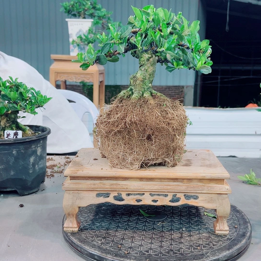 小***扬达摩栀子花花花花
