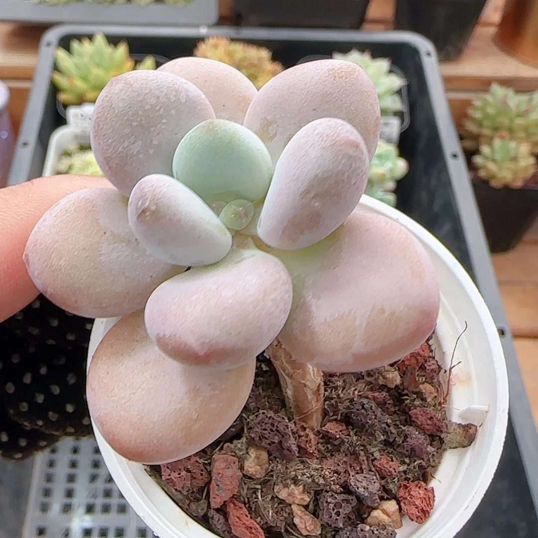 多肉0916-200洛神小老桩