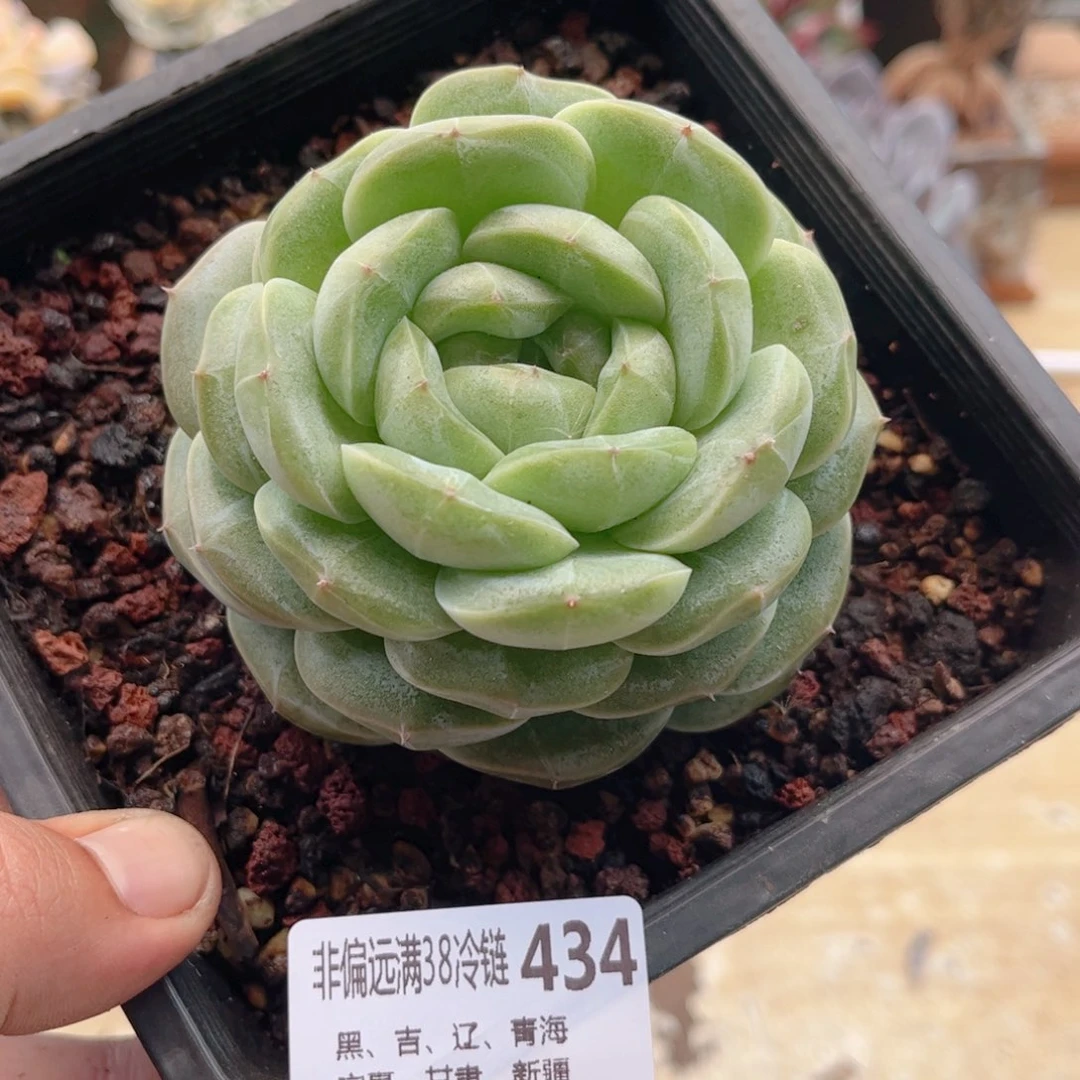 434宽叶雪花德华多肉