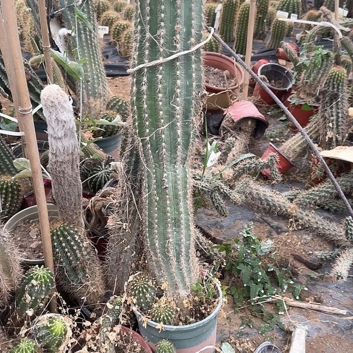 花***痴河兰金毛花柱150得