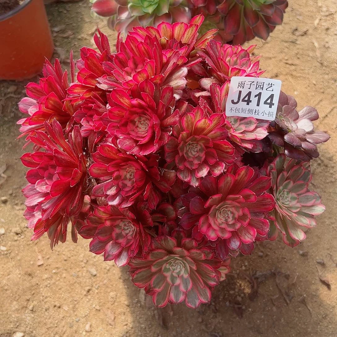 静****你414白月光尺寸28左右