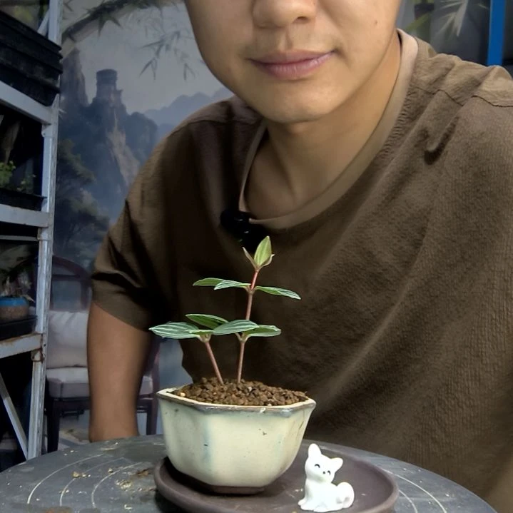N****Z中青园艺一物一拍425