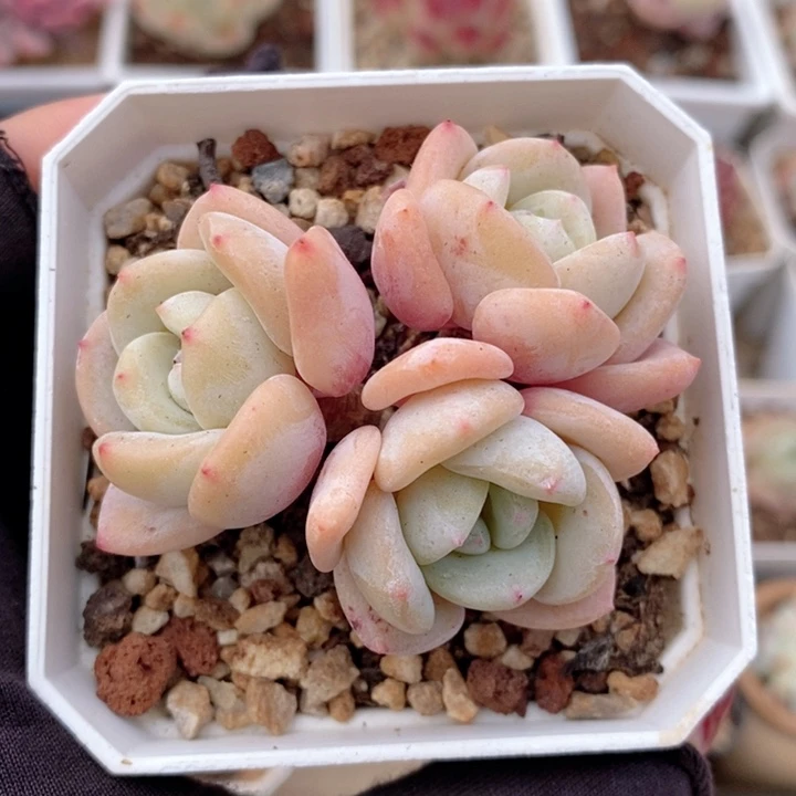 梦露杂 韩货精品