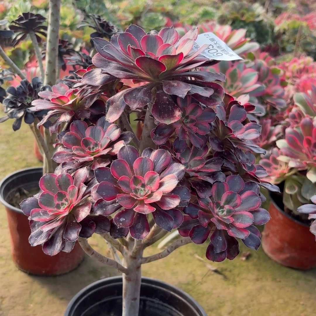 605丽娜多肉植物法师