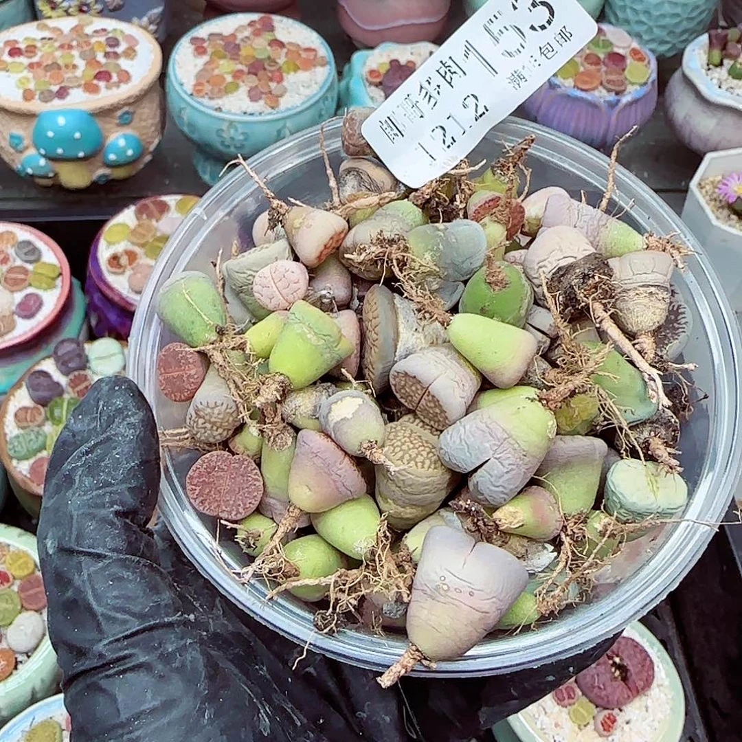 生石花满18包邮1212-153