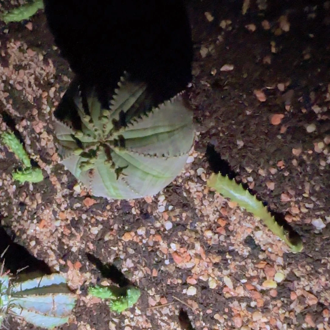 悦**?块根植物块根植物