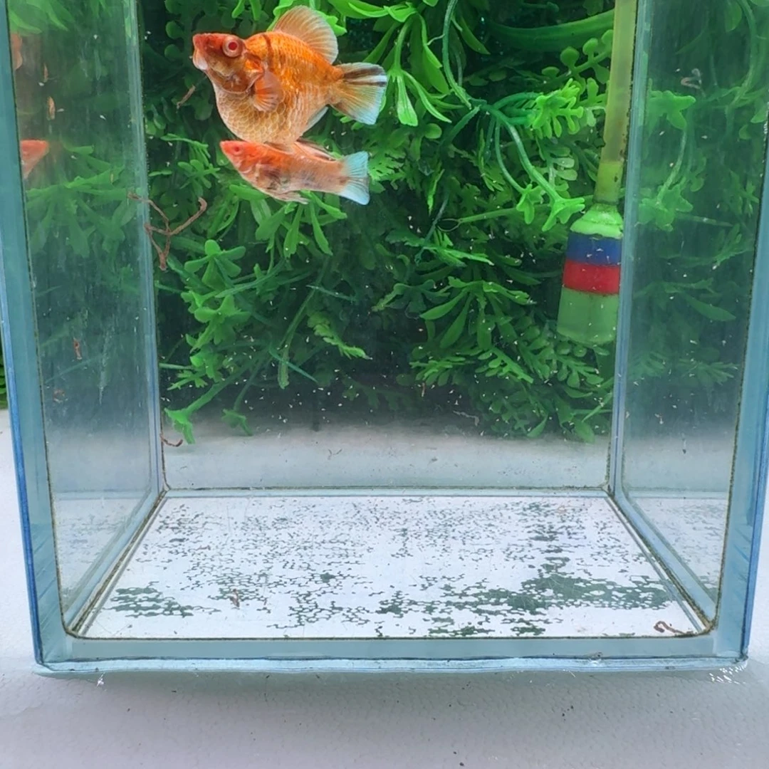 黑玛丽鱼126号玛丽2条