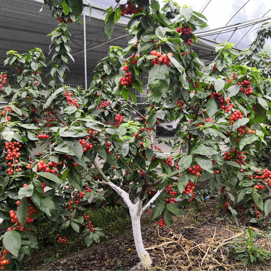 正宗四川樱桃乌皮樱桃南方黑珍珠晚熟樱桃树苗当年结果苗