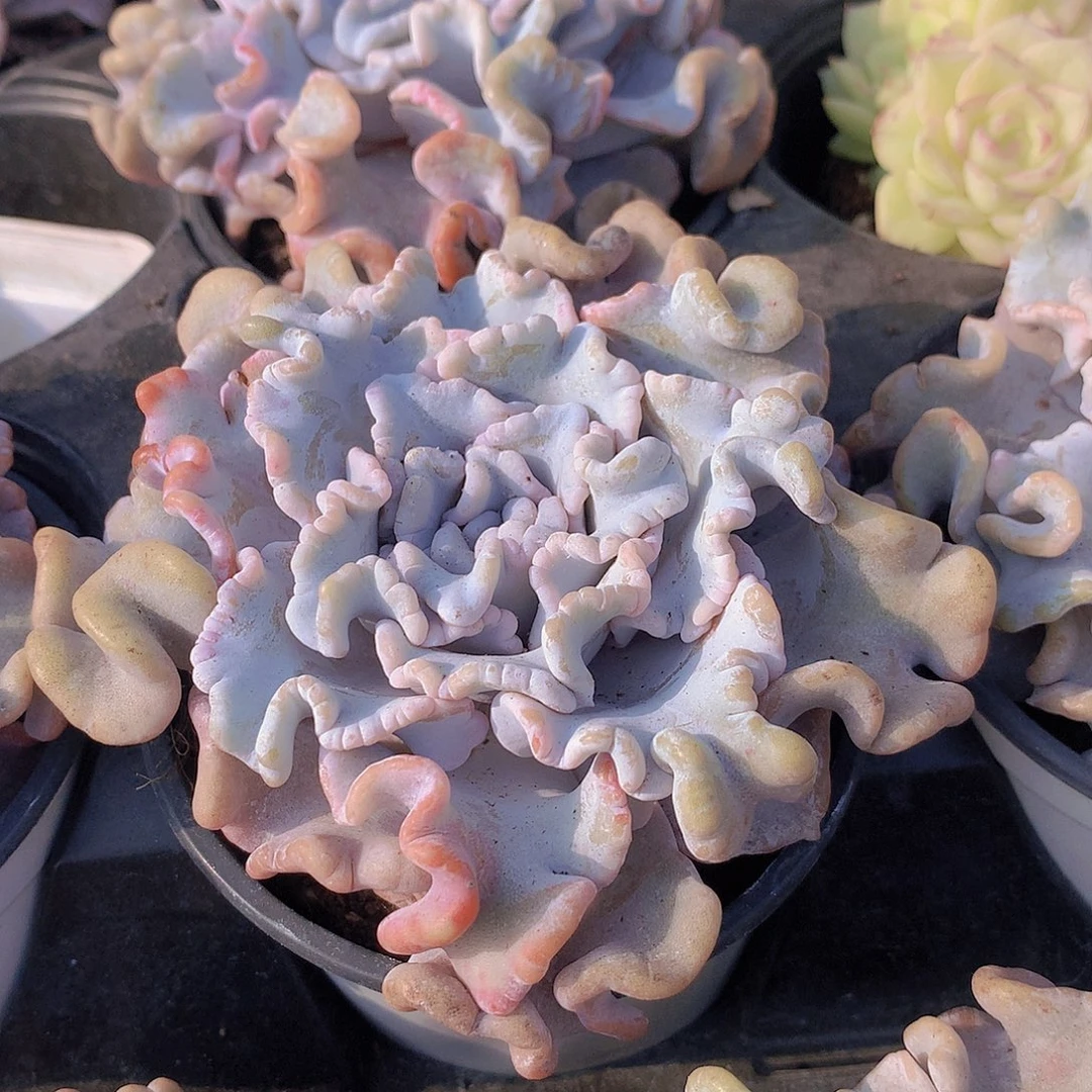 白饺子皮皮567etyuiiooo