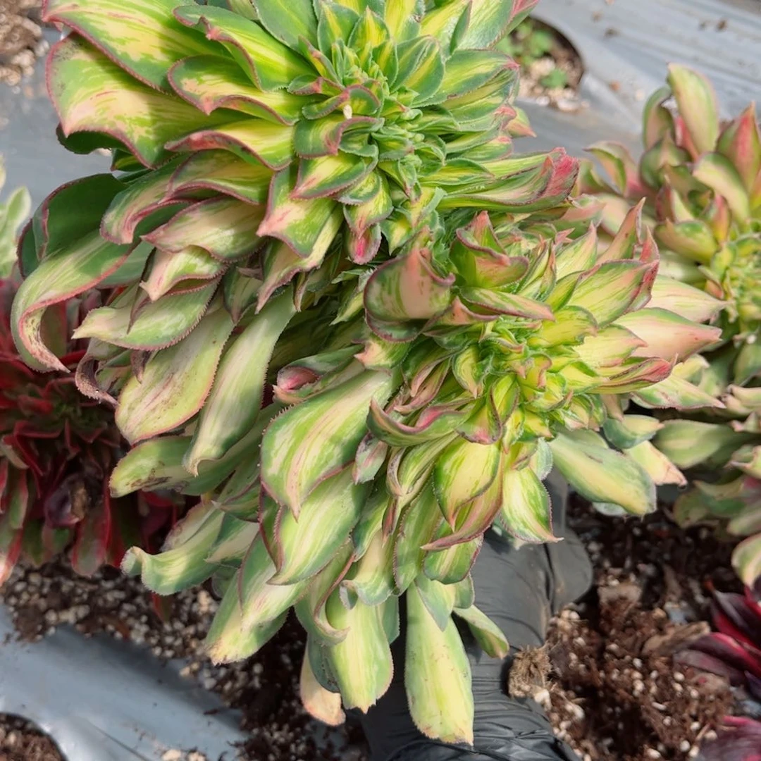 多肉植物782幻彩