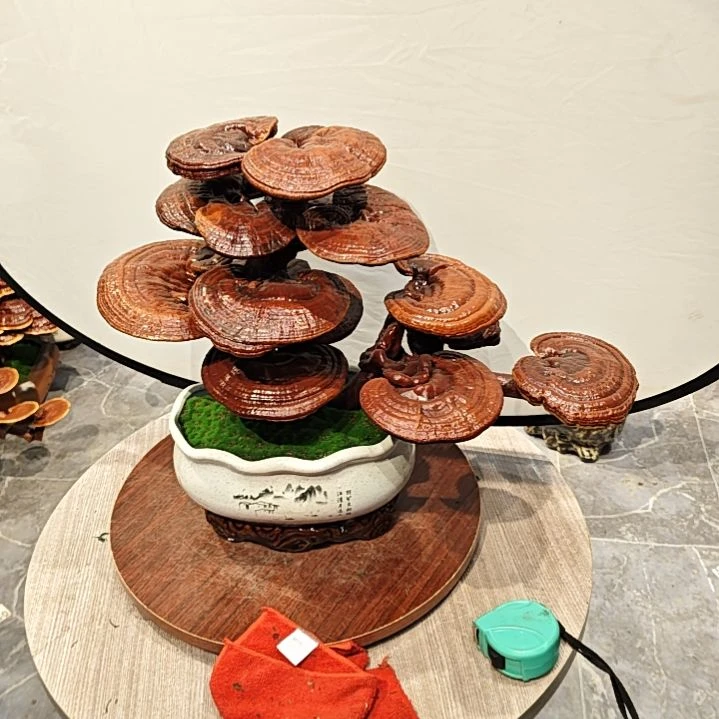 灵芝盆景高端大气上档次