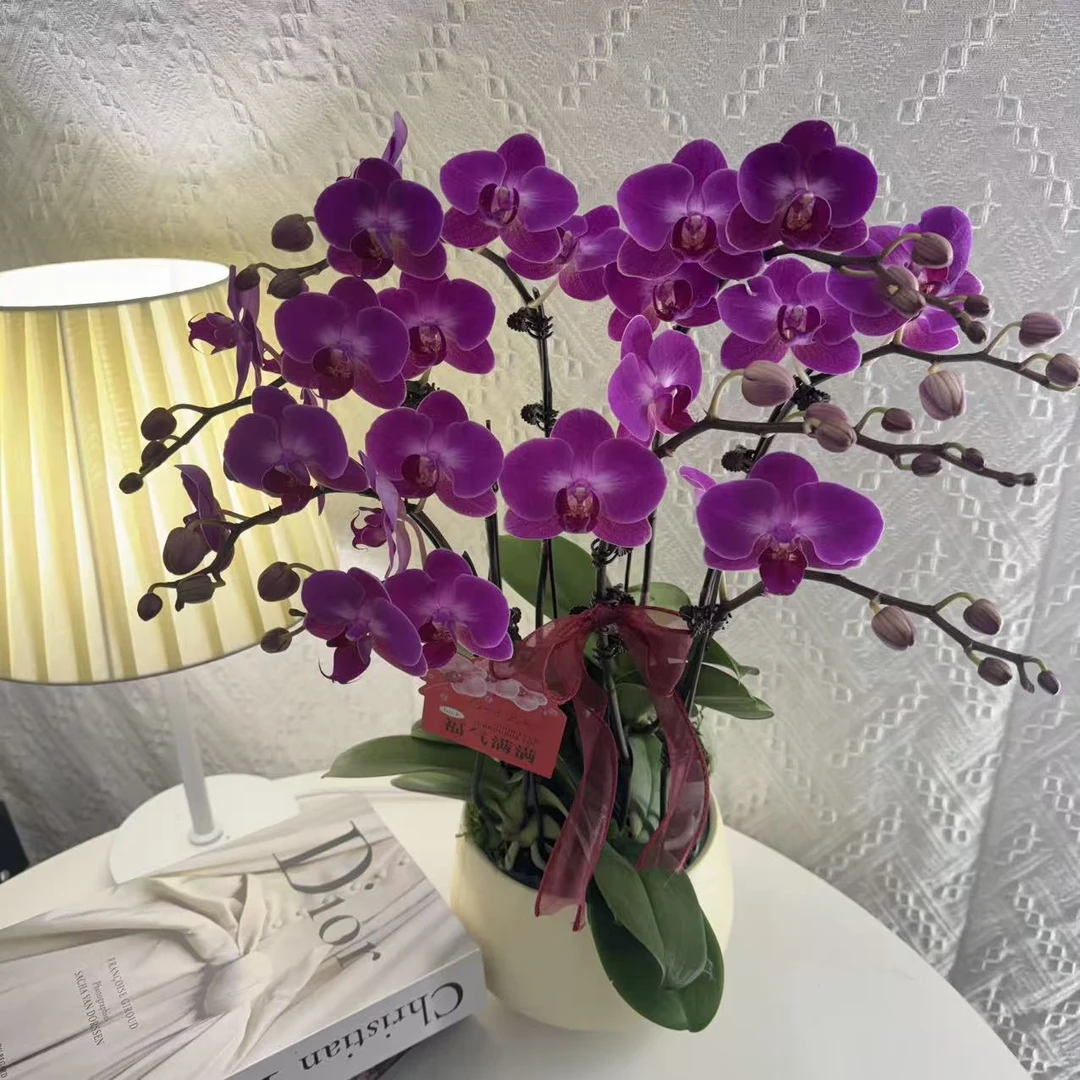 蝴蝶兰【幸福小仙女】高级紫红欧品带花花苞精致组盆鲜花绿植送礼