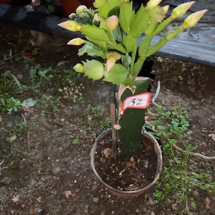 缘***空，32号带盆017嫁接苗