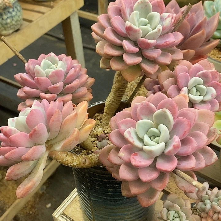 多肉植物肉肉植物