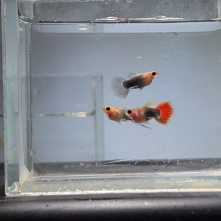 孔雀鱼2条蓝礼服玻璃体球公