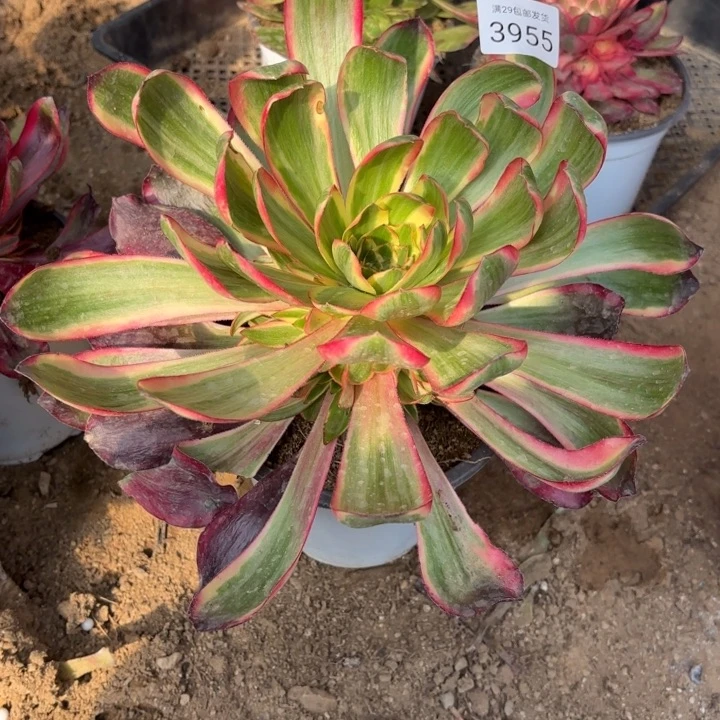 红魔女多肉法师3955