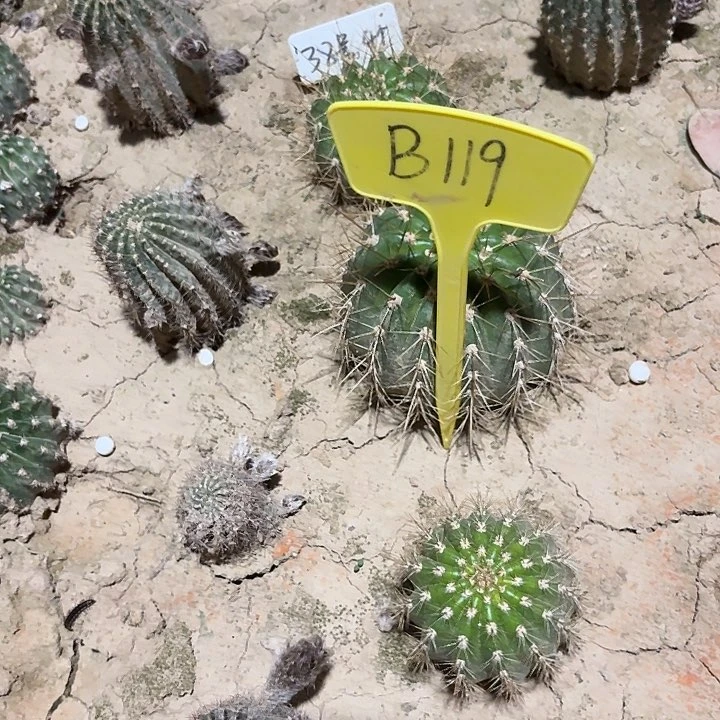 打*?B119,清38号毛花柱