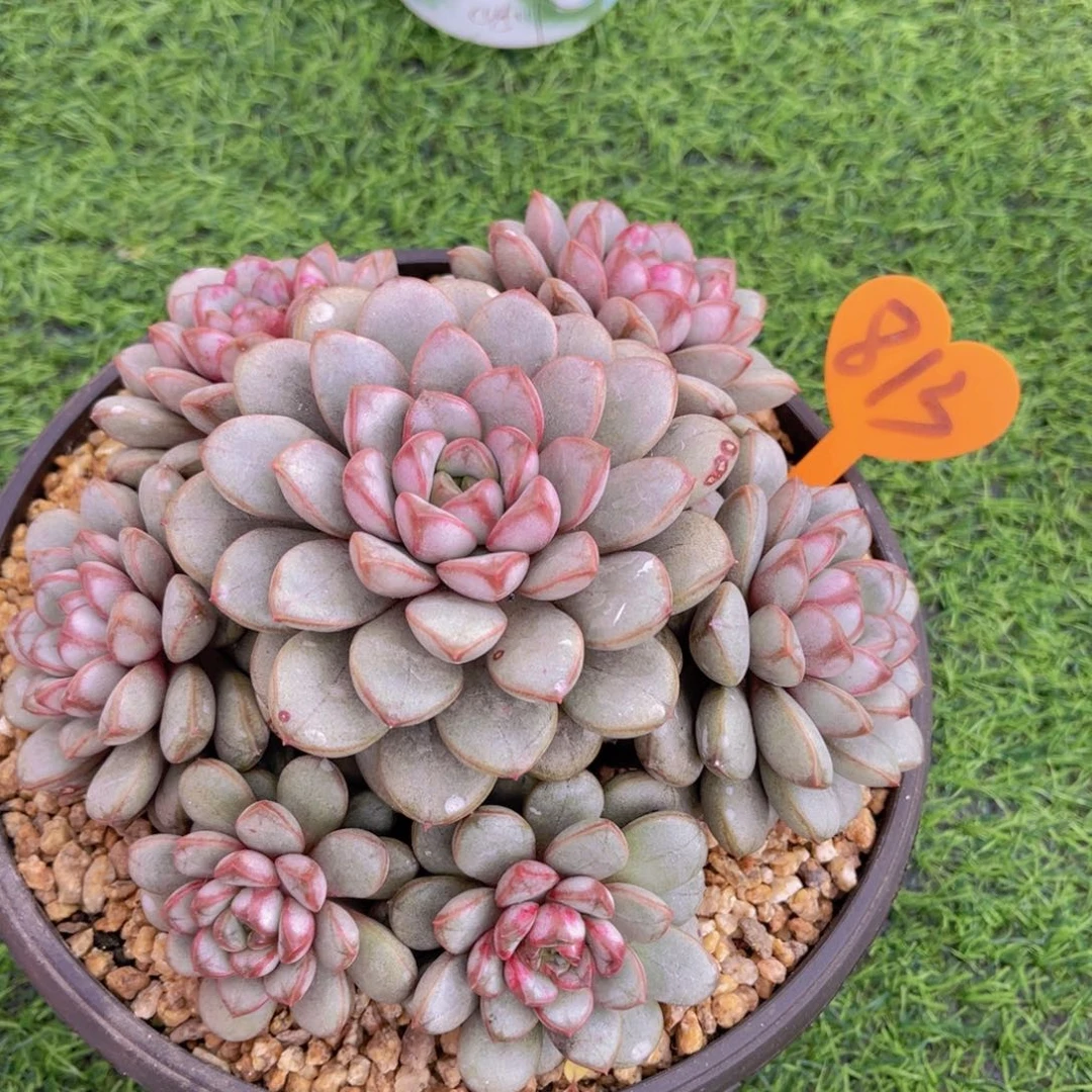 安**身813号多肉植物一物一拍